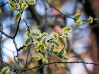 Fluffy sunny flowers of pussy willow close up. Spring natural background with a willow twig.