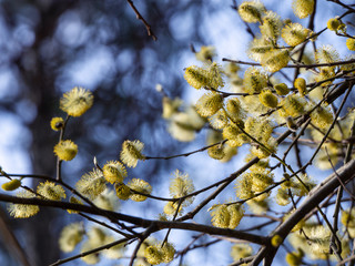 Blossoming willow branches against the background of trees and the blue sky. Spring sunny background with pussy willow flowers.