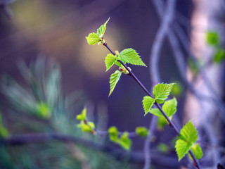 Young small leaves on a birch branch against the background of the sky and trees. Spring sunny background with early foliage.