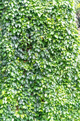 Fototapeta na wymiar Tropical ivy wall in Seychelles