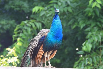 Obraz premium Peacock bird standing on a wall
