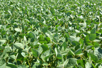 The field grows soy