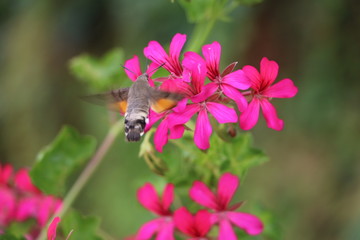 Fleurs de Chaudes-Aigues