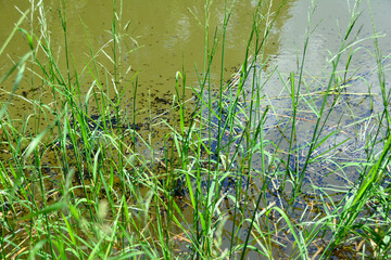 A lot of tadpoles of water frogs  on a lake