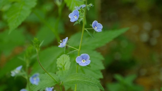 small blue flowers Veronica Chamaedrys close to