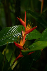 Heliconia Lobster Claw Plants  on a green leafy background