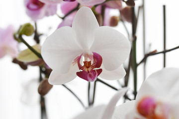 orchidea petalo petali orchidee fiorirai 