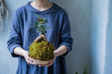 kokedama with bonsai tree or succulent tree in the hands of female close up - 371517611