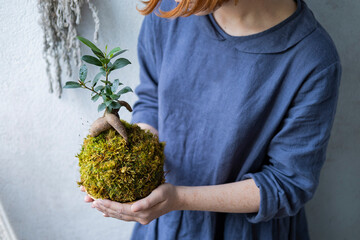 kokedama with bonsai tree or succulent tree in the hands of female close up
