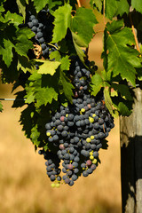 Bunches of red grapes on green grapevine. Chianti region in Tuscanynear Greve in chianti...