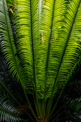 green leaves of tropical fern