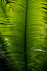 green fern leaf