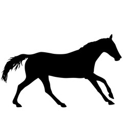 Silhouette of black mustang horse on white background