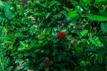 red soka, beautiful tropical flowers
