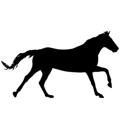 Fototapeta na wymiar Silhouette of black mustang horse on white background