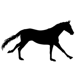 Silhouette of black mustang horse on white background