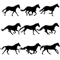 Set silhouette of black mustang horse on white background