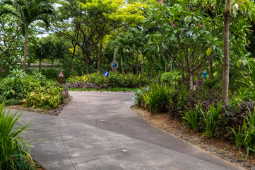 Road in a tropical botanical garden