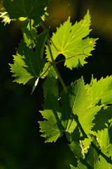 Fototapeta na wymiar green vine leaves on vineyard