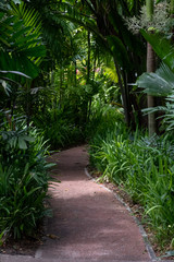 Footpath in a tropical garden