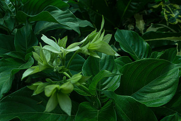 Mussaenda flowers, fresh flowers and tropical beauty