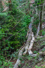 fallen trees along high falls trail in the talladega national forest, alabama, usa