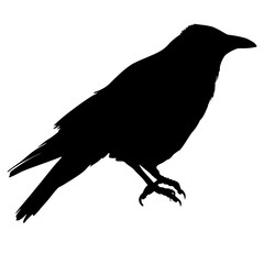 Silhouette of a bird crow on a white background