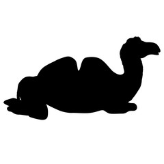 Silhouette of the camel on a white background