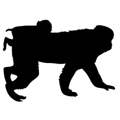 Silhouette of the japanese macaque on a white background