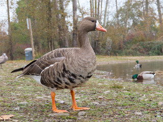 goose on the grass