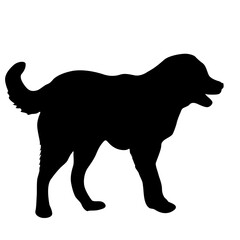 Shepherd dog black silhouette on white background.
