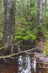 Obraz premium Beautiful forest with brook. Summer rain in forest.