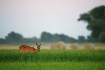 Roe deer in a field