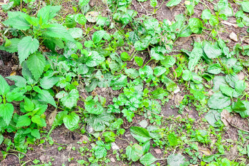 Leaves of young tussilago grow in the grass.