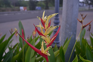 Heliconia flowers, beautiful tropical flowers