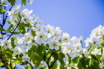 Spring time tree, white flowers on the branch, cherry tree blossoming time