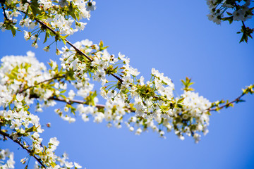 Spring time tree, white flowers on the branch, cherry tree blossoming time