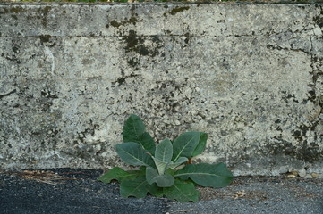 plante urbaine et mur vieilli 
