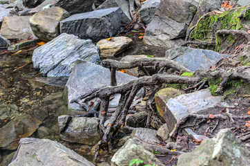 tree roots among rocks along high falls trail in the talladega national forest, alabama, usa