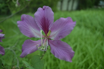 Crepe myrtle, a beautiful tropical flower