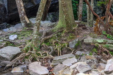 Fototapeta premium tree roots among rocks along high falls trail in the talladega national forest, alabama, usa