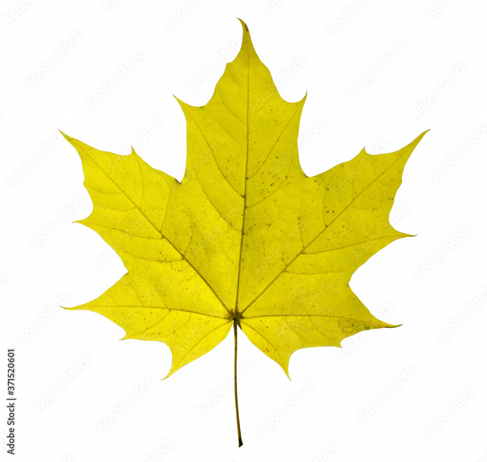 Wall mural maple leaf isolated on white background