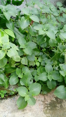 water lilies in the pond