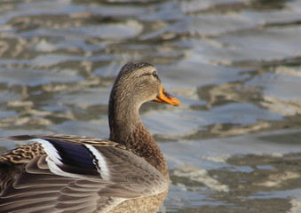 Duck stands near the edge of the water, waterfowl waiting for feeding in winter