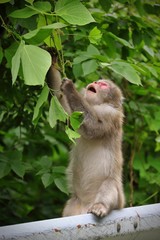 最北のニホンザル