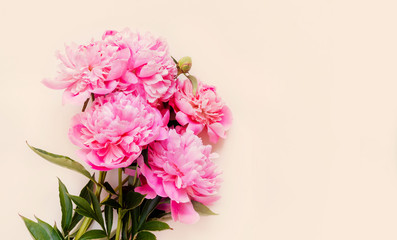 Top view of pink peony flowers with copy space. Floral background.