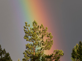 Beautiful pine branches and sunny rainbow sky after rain