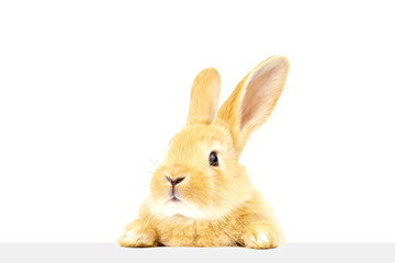 A little fluffy ginger rabbit looks into a banner. Easter cute bunnies isolated on white background.