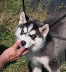 Pat on the head with his hand Husky puppy dog
