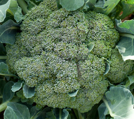 broccoli in the garden